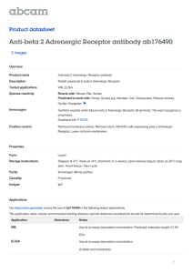 Anti-beta 2 Adrenergic Receptor antibody ab176490 Product datasheet 3 Images Overview