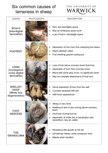 Six common causes of lameness in sheep  SCALD