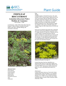 Plant Guide FERNLEAF BISCUITROOT