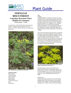 Plant Guide FERNLEAF BISCUITROOT Lomatium dissectum