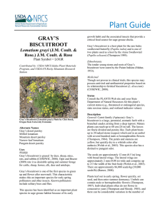 Plant Guide GRAY’S BISCUITROOT