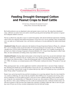 Feeding Drought-Damaged Cotton and Peanut Crops to Beef Cattle