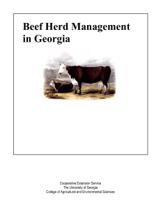 Beef Herd Management in Georgia