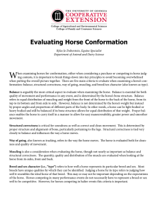 W Evaluating Horse Conformation