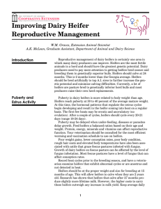 Improving Dairy Heifer Reproductive Management