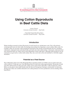 Using Cotton Byproducts in Beef Cattle Diets