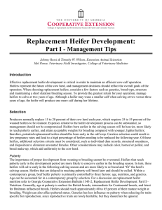 Replacement Heifer Development: Part I - Management Tips