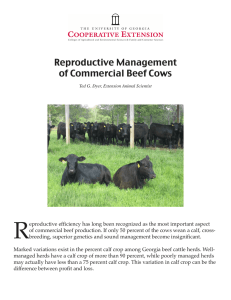 R Reproductive Management of Commercial Beef Cows