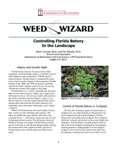 Weed    Wizard Controlling Florida Betony In the Landscape