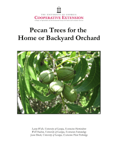 Pecan Trees for the Home or Backyard Orchard