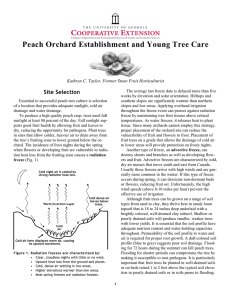 Peach Orchard Establishment and Young Tree Care Site Selection