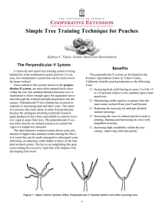 Simple Tree Training Technique for Peaches The Perpendicular-V System Benefits