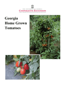 Georgia Home Grown Tomatoes