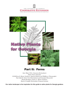 Native Plants for Georgia Part II:  Ferns