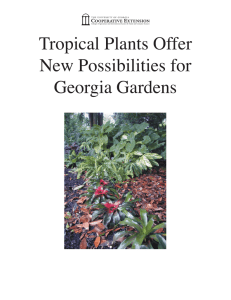 Tropical Plants Offer New Possibilities for Georgia Gardens