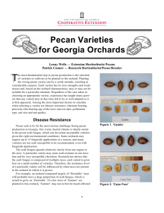 T Pecan Varieties for Georgia Orchards