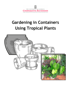 Gardening in Containers Using Tropical Plants