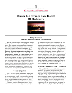 Orange Felt (Orange Cane Blotch) Of Blackberry Phillip M. Brannen