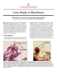 Cane Blight of Blackberry