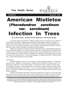 American  Mistletoe