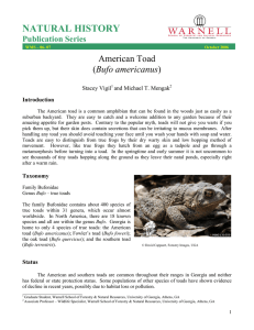 NATURAL HISTORY American Toad Bufo americanus