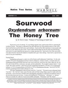 Sourwood The  Honey  Tree Oxydendrum arboreum: