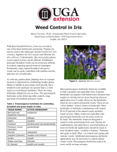 Weed Control in Iris