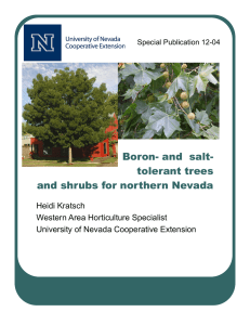 Boron- and  salt- tolerant trees and shrubs for northern Nevada
