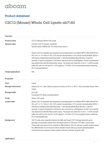 C2C12 (Mouse) Whole Cell Lysate ab7182 Product datasheet Overview Product name