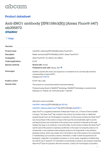 Anti-ENO1 antibody [EPR10863(B)] (Alexa Fluor® 647)