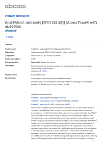 Anti-Ndufs1 antibody [EPR11521(B)] (Alexa Fluor® 647)
