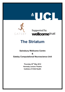 The Striatum Sainsbury Wellcome Centre &amp; Gatsby Computational Neuroscience Unit