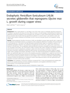 Endophytic Penicillium funiculosum LHL06 secretes gibberellin that reprograms Glycine max