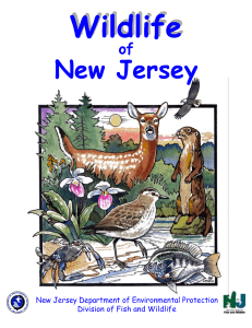 Wildlife New Jersey of New Jersey Department of Environmental Protection