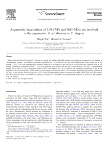 Asymmetric localizations of LIN-17/Fz and MIG-5/Dsh are involved