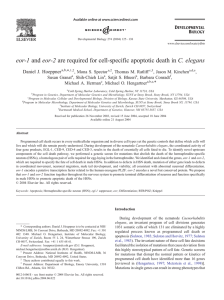 eor-1 and eor-2 are required for cell-specific apoptotic death in... Daniel J. Hoeppner