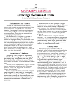 Growing Caladiums at Home Caladium Types and Varieties