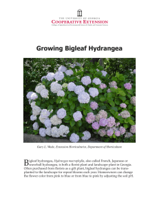 B Growing Bigleaf Hydrangea
