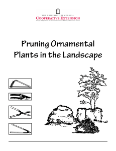 Pruning Ornamental Plants in the Landscape