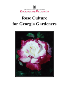 Rose Culture for Georgia Gardeners