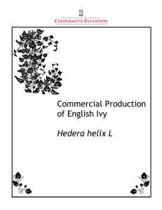 Commercial Production of English Ivy Hedera helix L