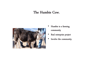 The Humbie Cow. • Humbie is a farming b f
