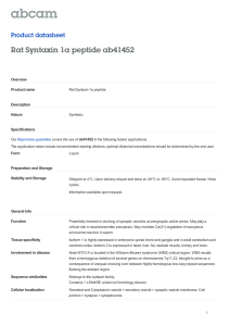 Rat Syntaxin 1a peptide ab41452 Product datasheet Overview Product name
