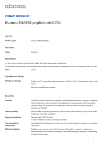 Human SNAP25 peptide ab41724 Product datasheet Overview Product name