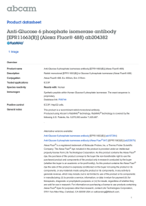 Anti-Glucose 6 phosphate isomerase antibody [EPR11663(B)] (Alexa Fluor® 488) ab204382