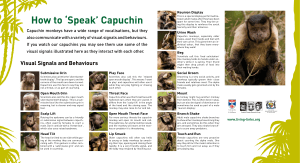 How to ‘Speak’ Capuchin