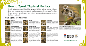 How to ‘Speak’ Squirrel Monkey