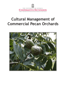 Cultural Management of Commercial Pecan Orchards 1