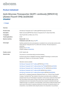 Anti-Glucose Transporter GLUT1 antibody [EPR3915] (Alexa Fluor® 594) ab206360