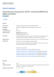 Anti-Glucose Transporter GLUT1 antibody [EPR3915] (HRP) ab195021